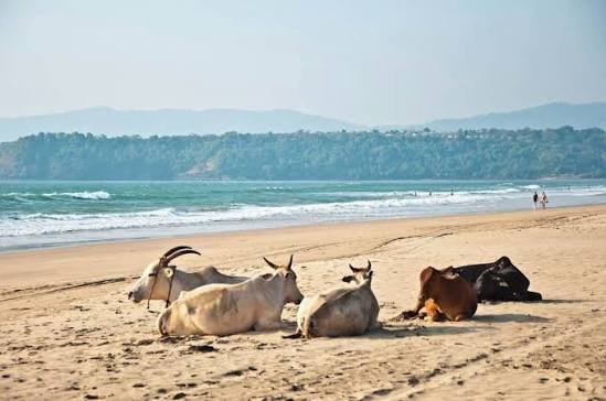 agonda goa